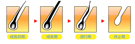毛周期イメージ